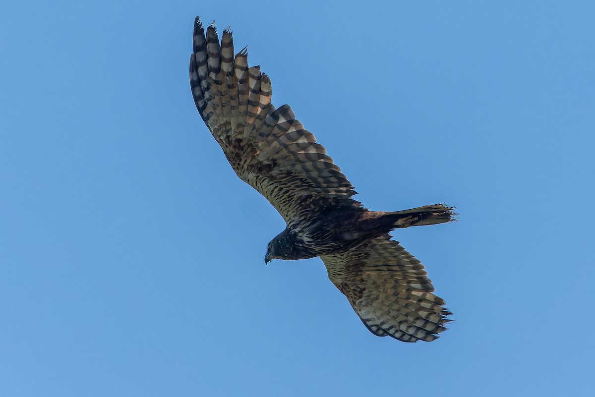 African Marsh Harrier - ML642367621