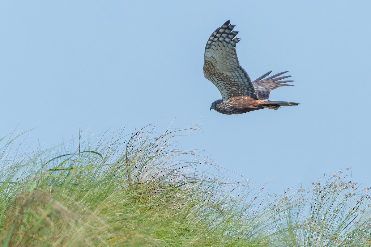 African Marsh Harrier - ML642367624