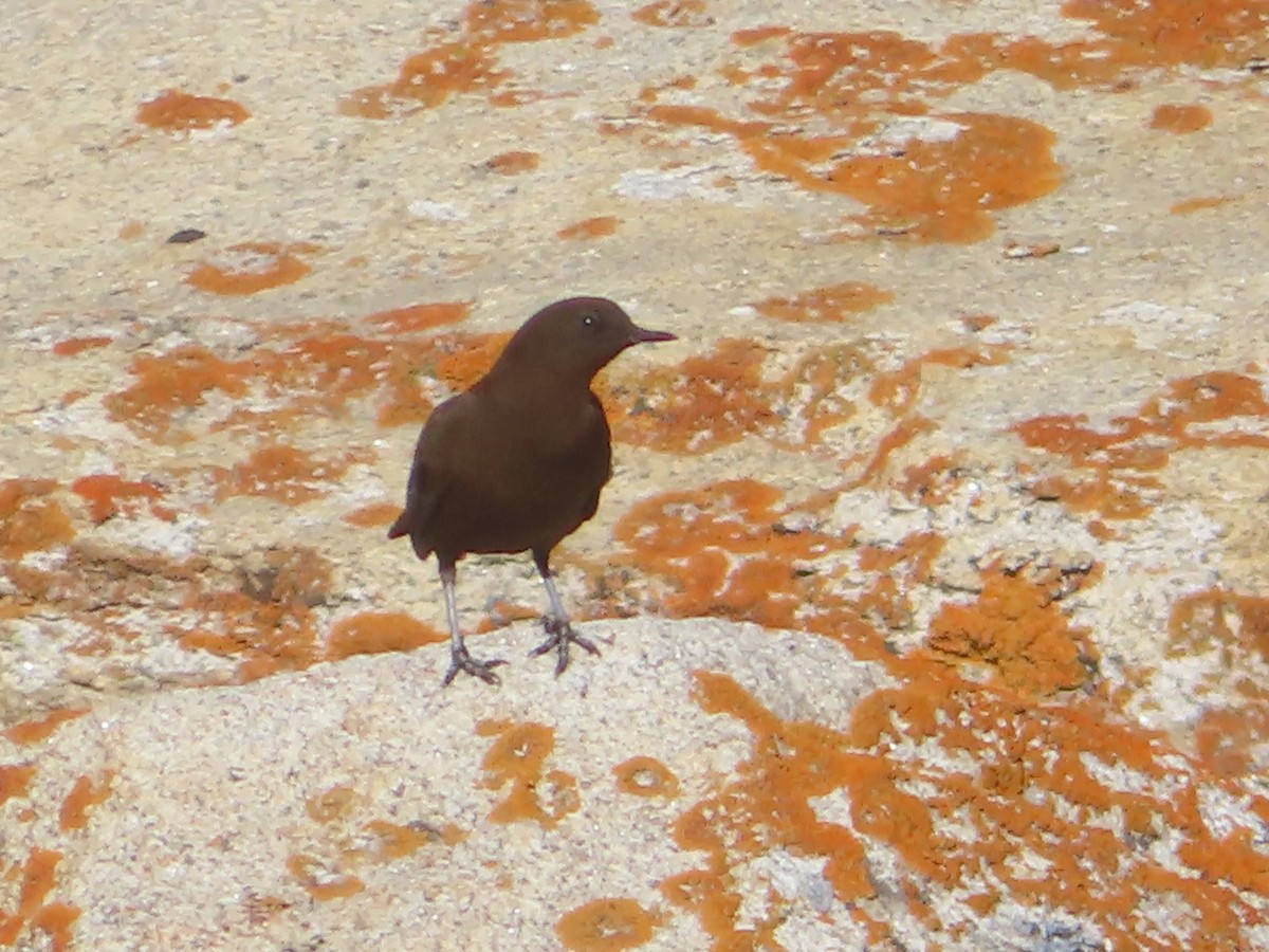 Brown Dipper - ML642367637