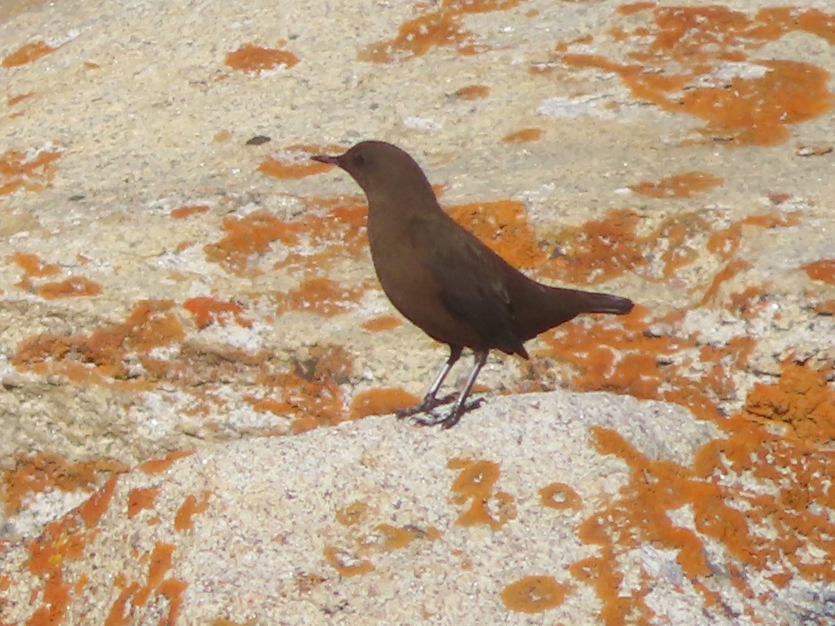 Brown Dipper - ML642367638