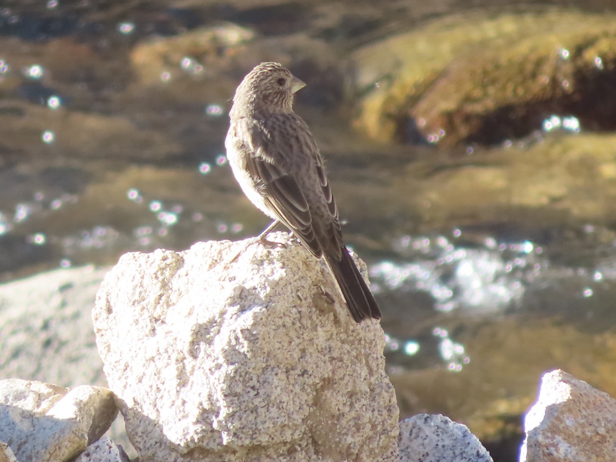 Streaked/Great Rosefinch - ML642367693