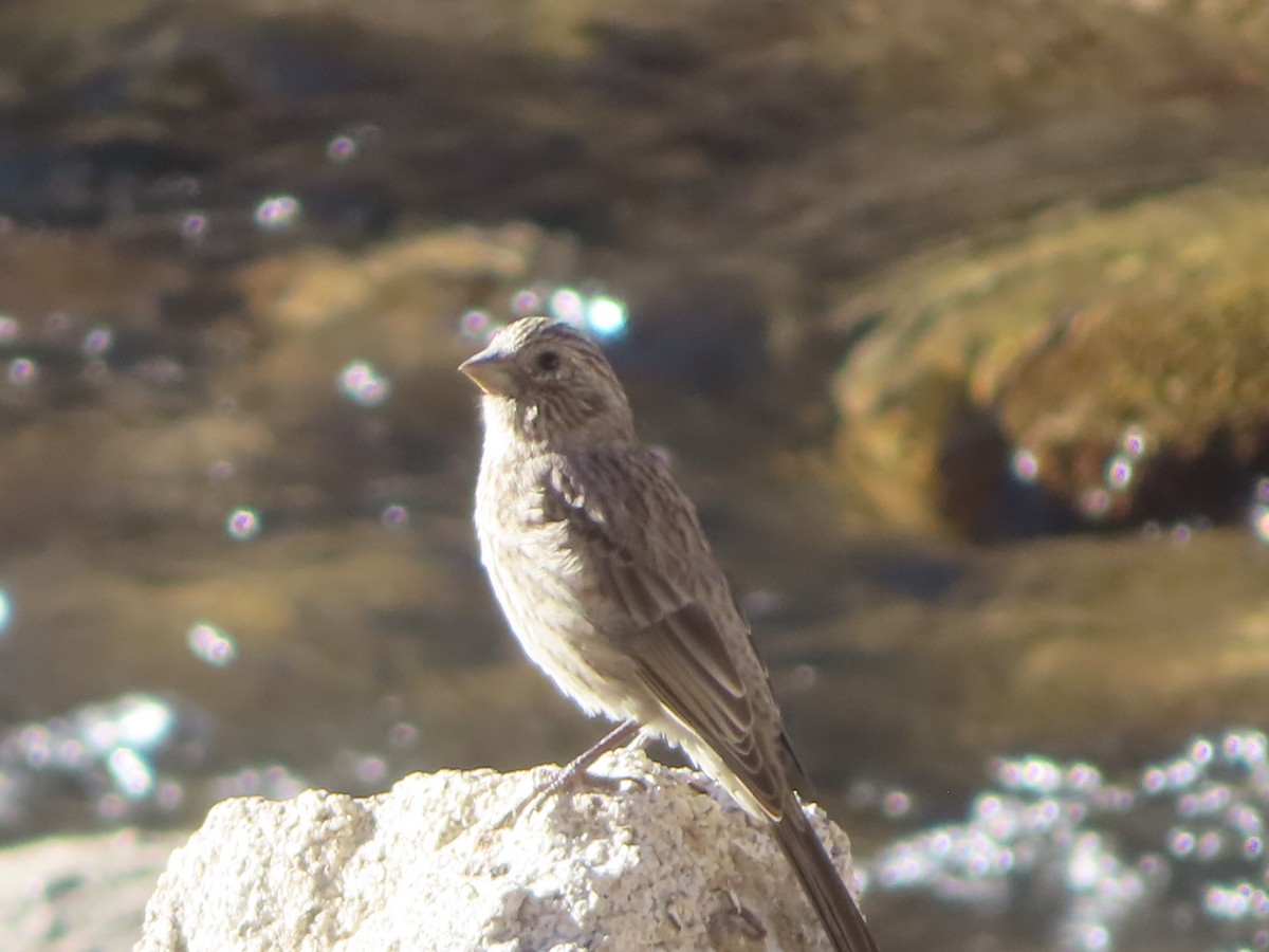 Streaked/Great Rosefinch - ML642367694