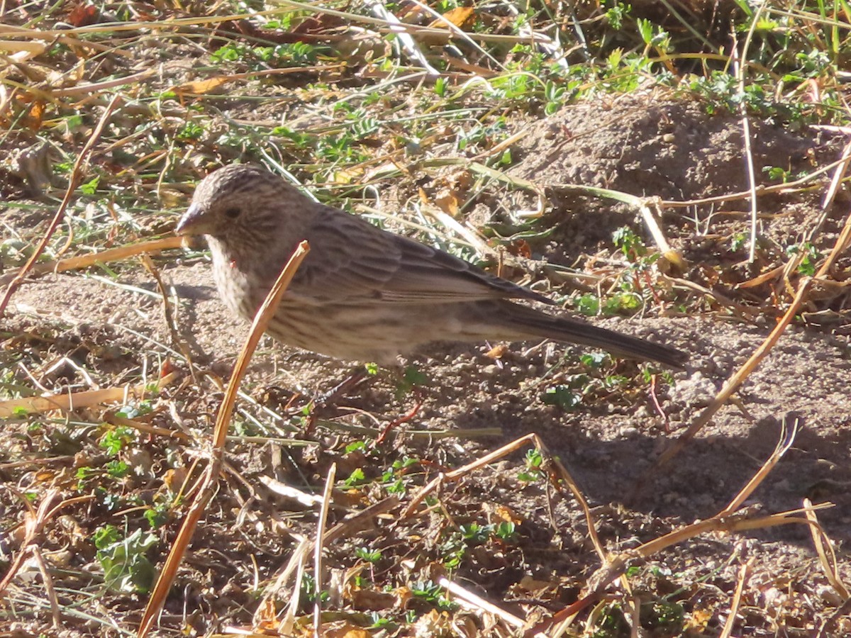 Streaked/Great Rosefinch - ML642367695