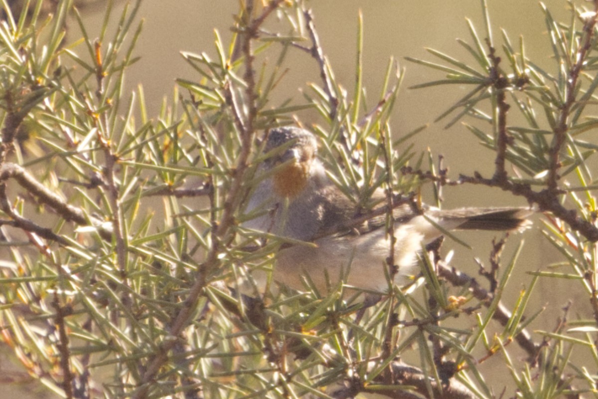 Redthroat - ML642367708