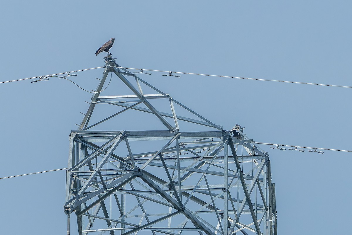 Brown Snake-Eagle - ML642367727