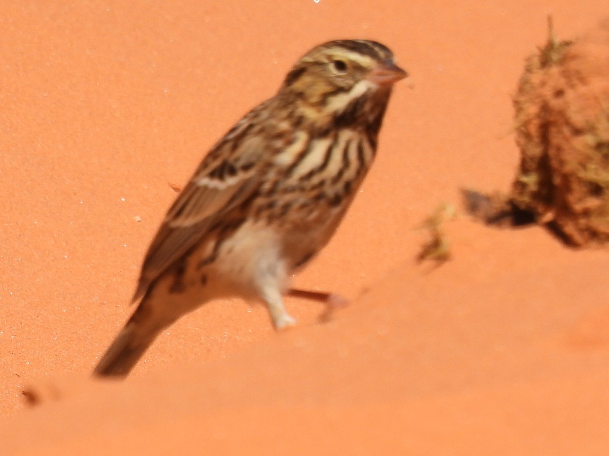 Savannah Sparrow - ML642367778