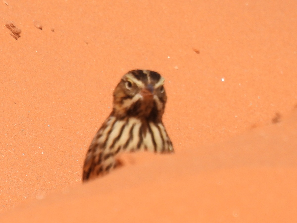 Savannah Sparrow - ML642367779