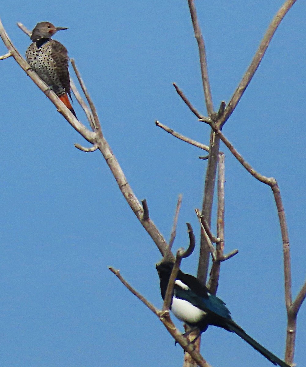 Northern Flicker (Red-shafted) - ML642367793