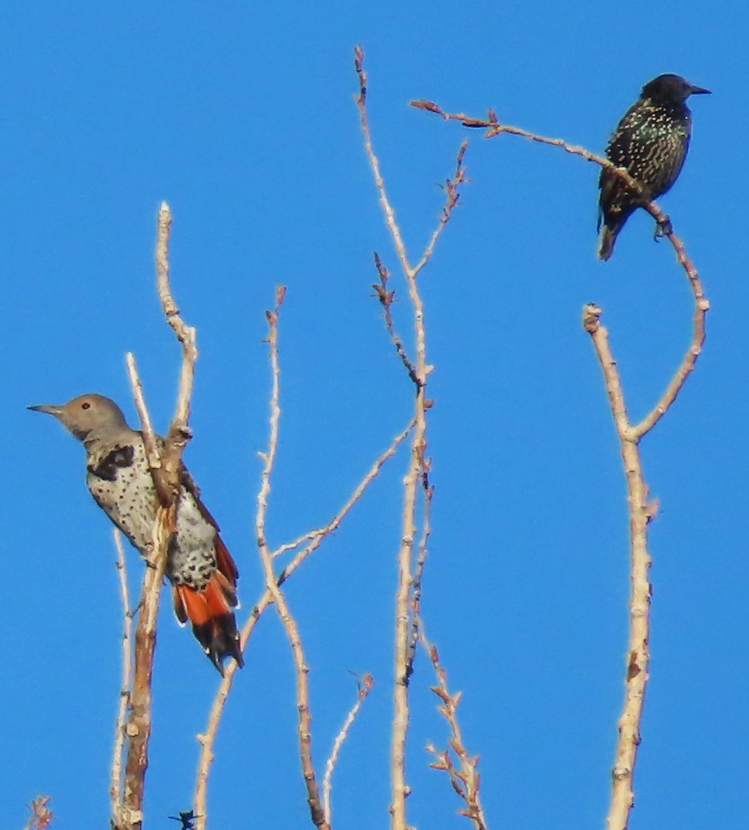 Northern Flicker (Red-shafted) - ML642367797