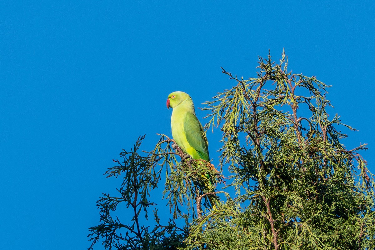 Rose-ringed Parakeet - ML642367806