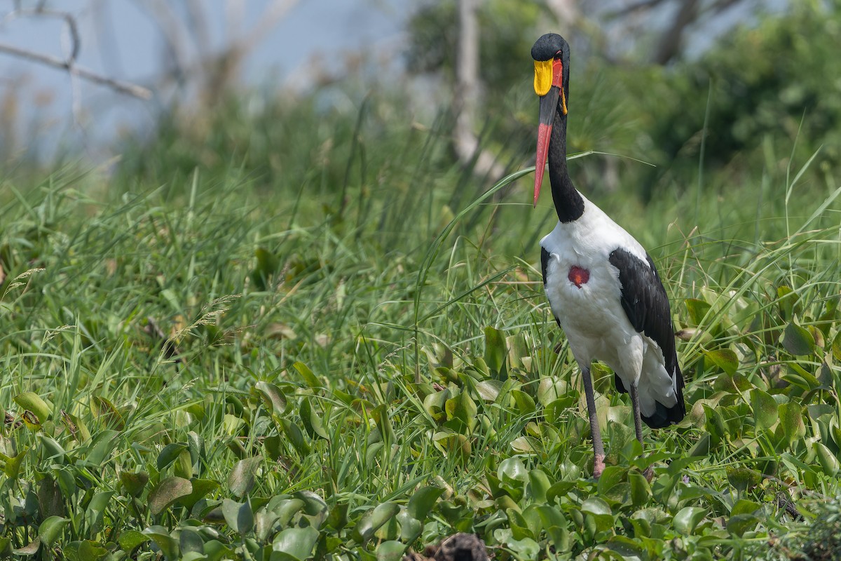 sadelnebbstork - ML642367818
