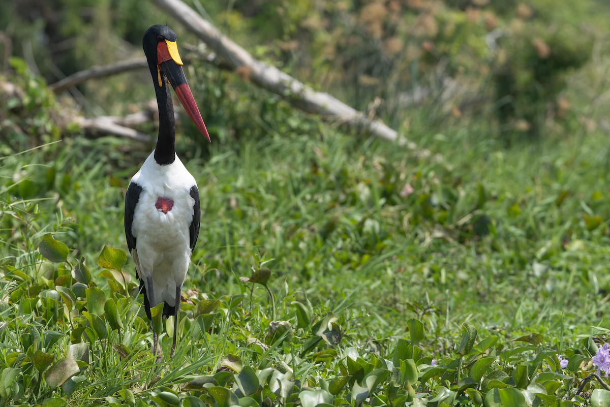 sadelnebbstork - ML642367822