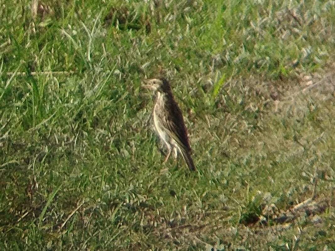 orientpiplerke - ML642367841