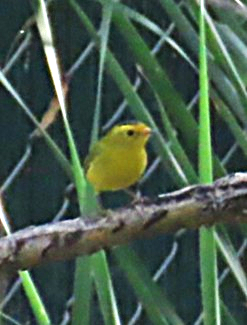 kalottparula - ML642367843