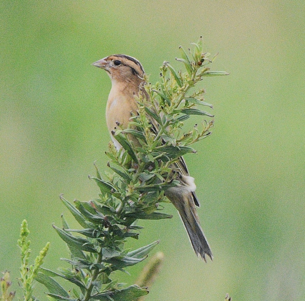 bobolink - ML642367846