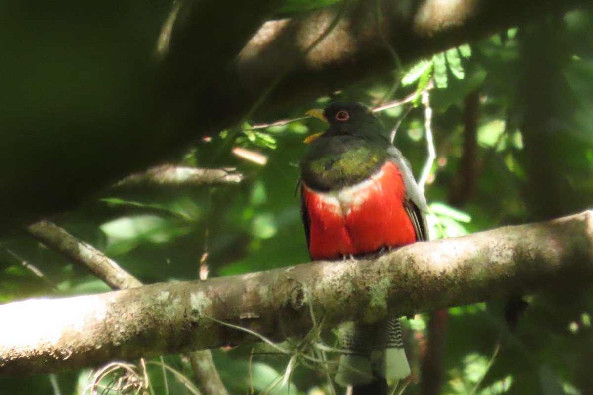 fagertrogon - ML642367847