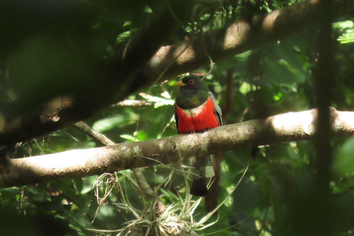 fagertrogon - ML642367848