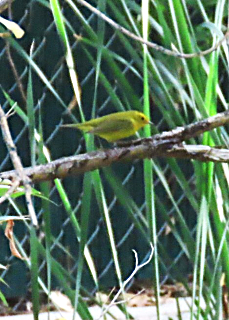 kalottparula - ML642367851