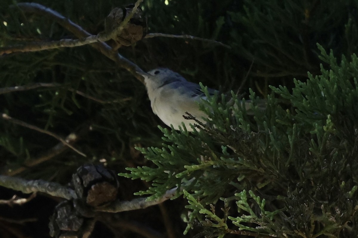 Lucy's Warbler - ML642367852