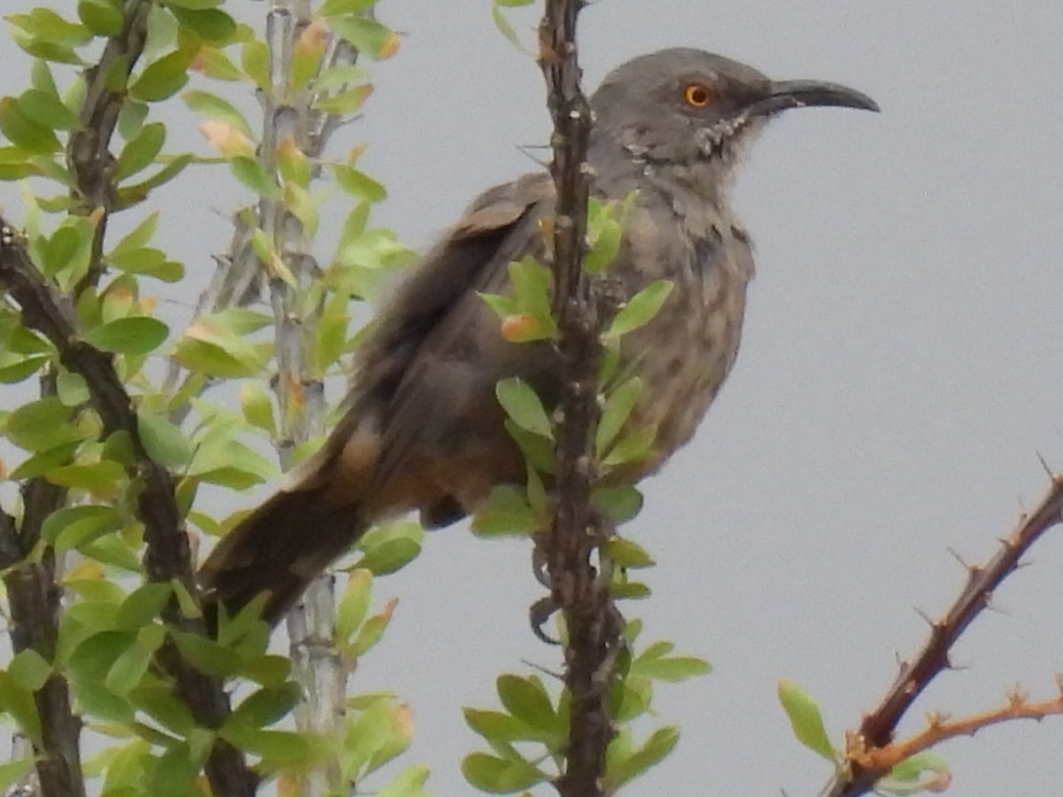 Curve-billed Thrasher - ML642367855