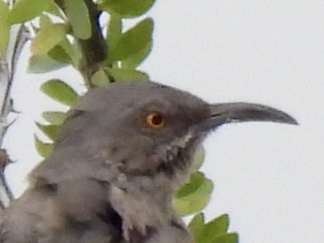 Curve-billed Thrasher - ML642367856