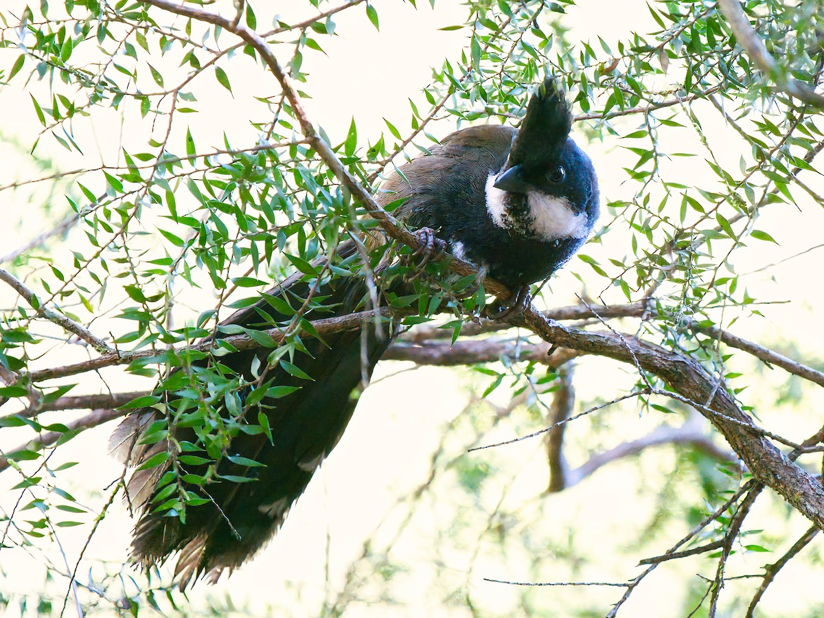 Eastern Whipbird - ML642367859