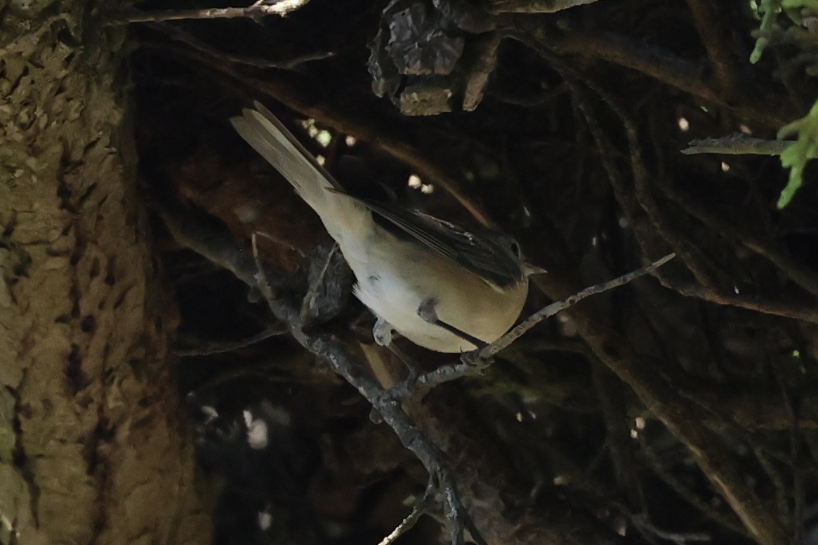 Lucy's Warbler - ML642367860