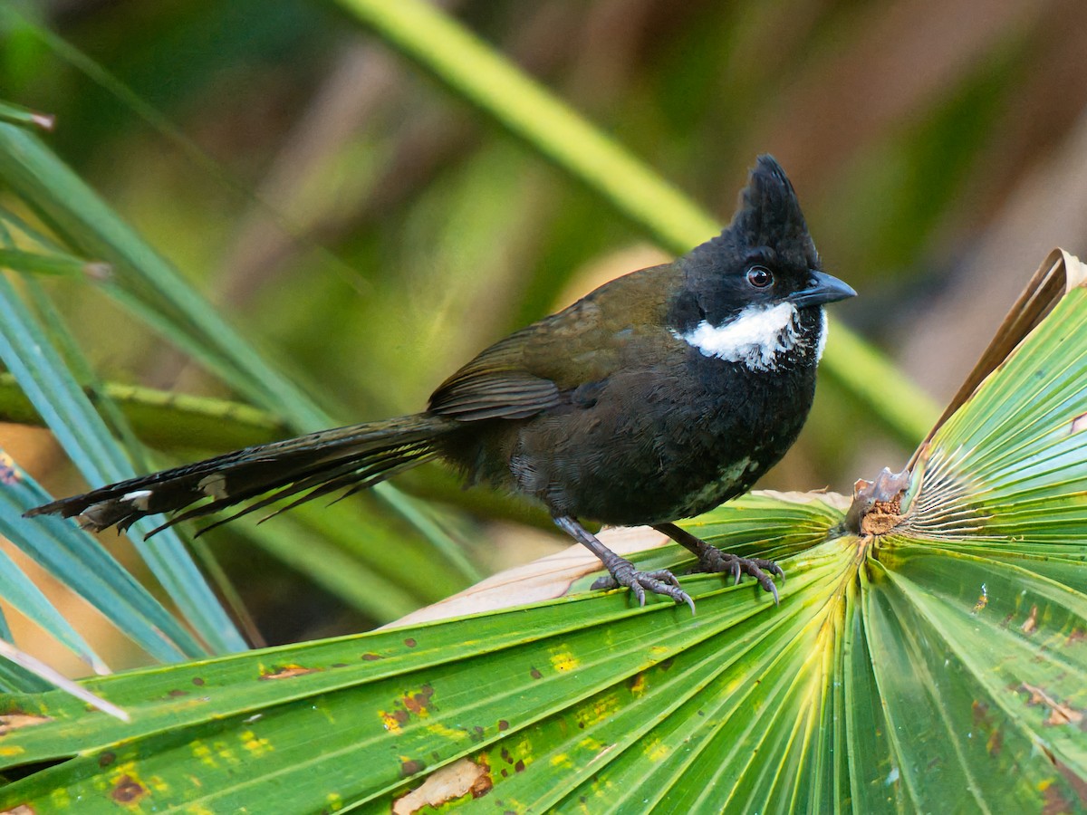 Eastern Whipbird - ML642367869