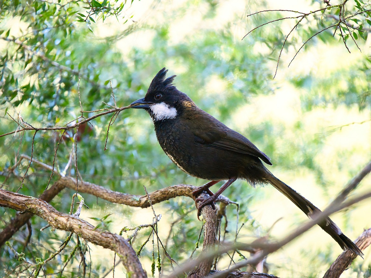Eastern Whipbird - ML642367873