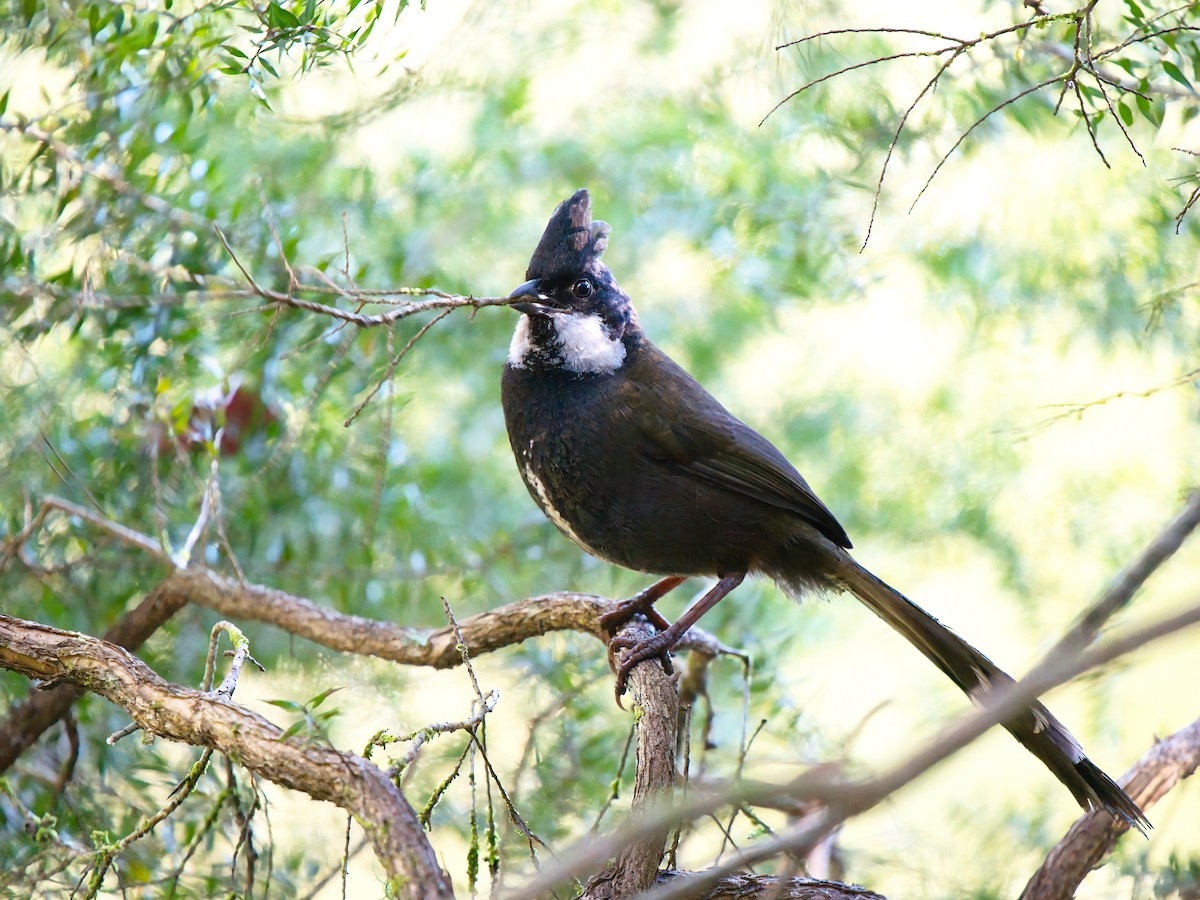 Eastern Whipbird - ML642367885