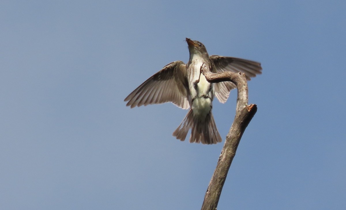 Olive-sided Flycatcher - ML642367895
