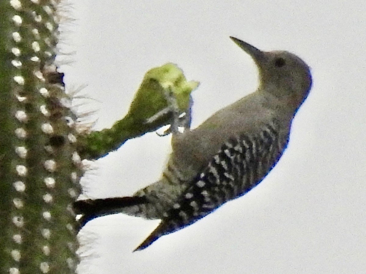 Gila Woodpecker - ML642367897