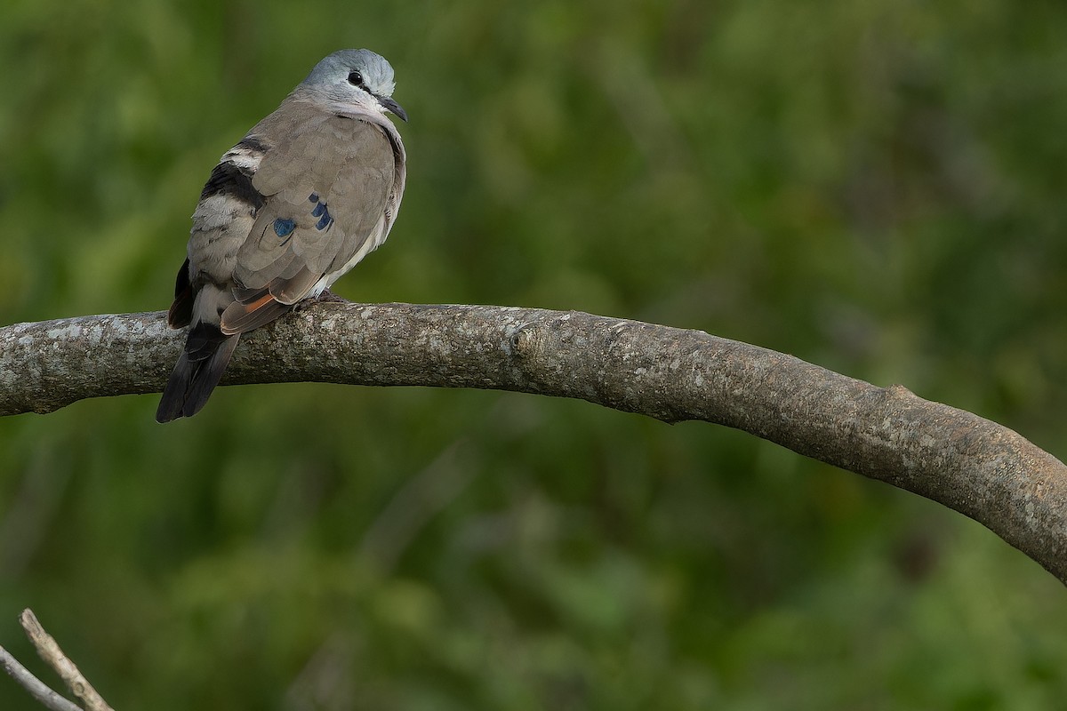 Black-billed Wood-Dove - ML642367901