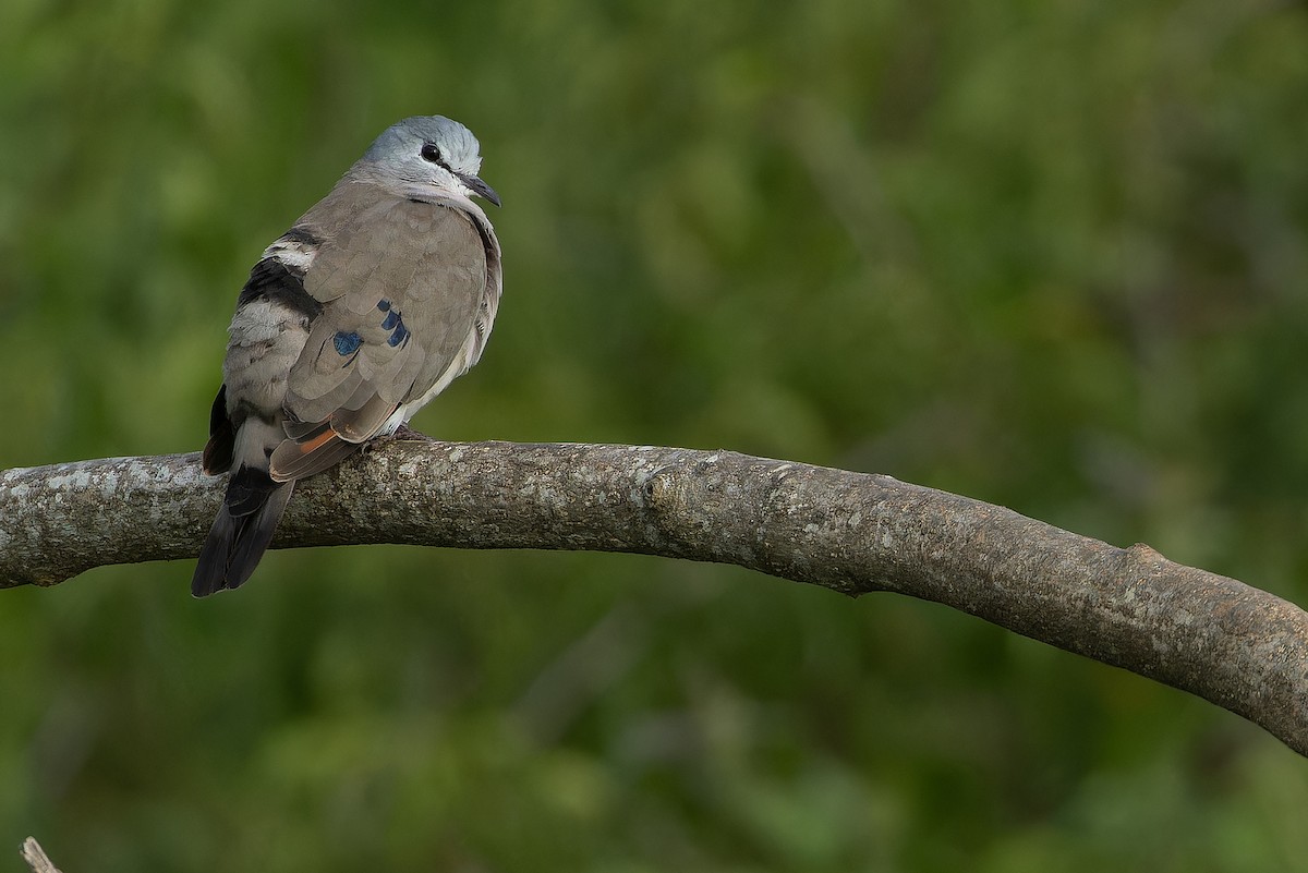 Black-billed Wood-Dove - ML642367902