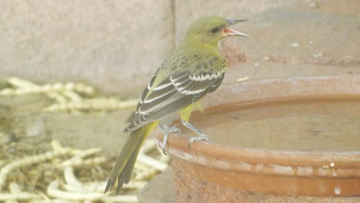 Oriole jaune-verdâtre - ML64236791