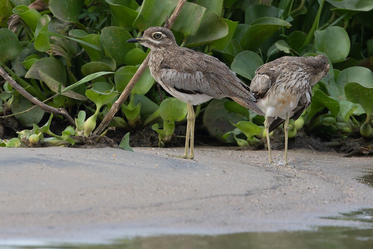 Water Thick-knee - ML642367937