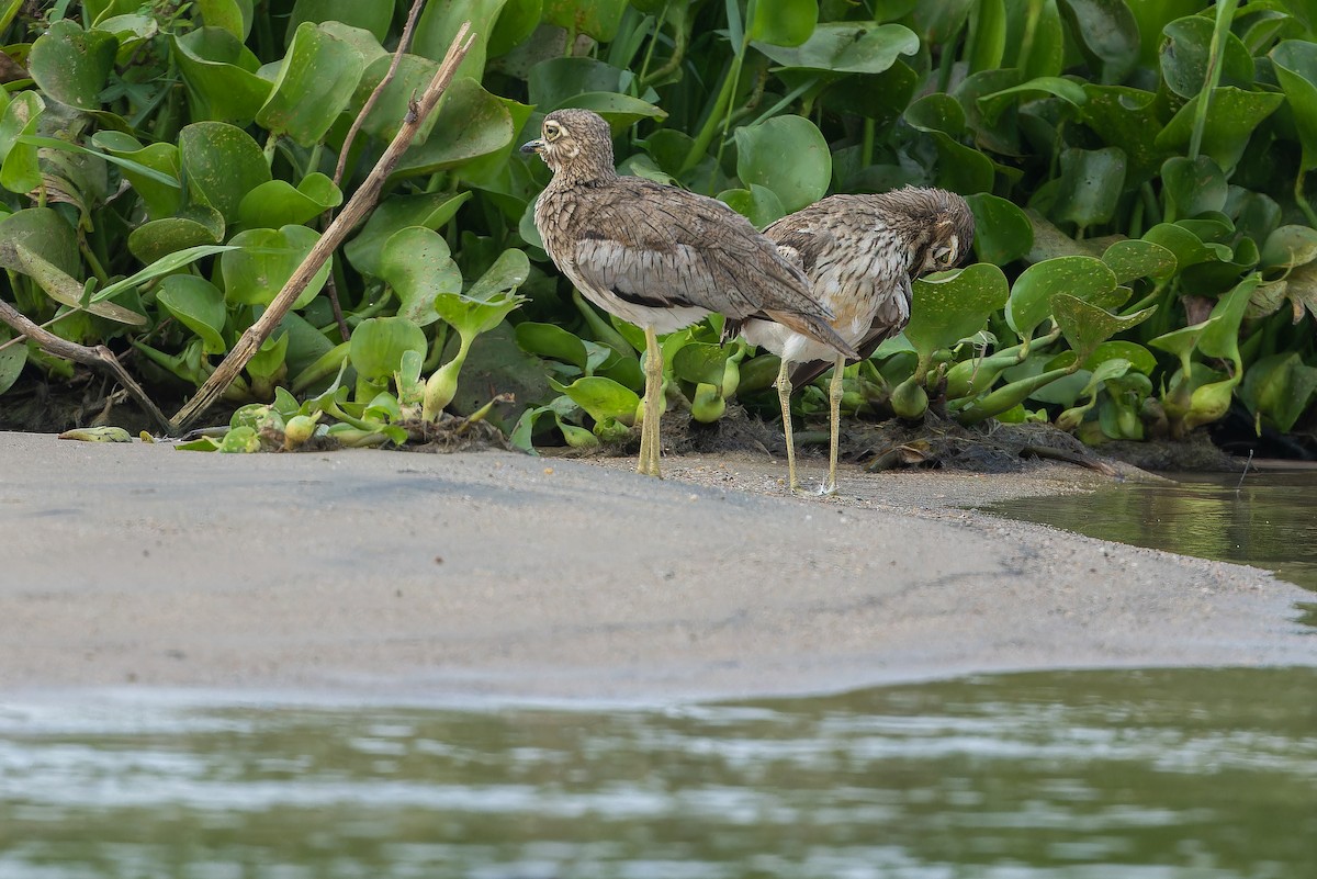 Water Thick-knee - ML642367938
