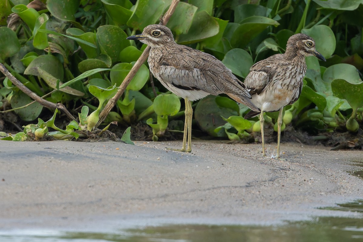 Water Thick-knee - ML642367939