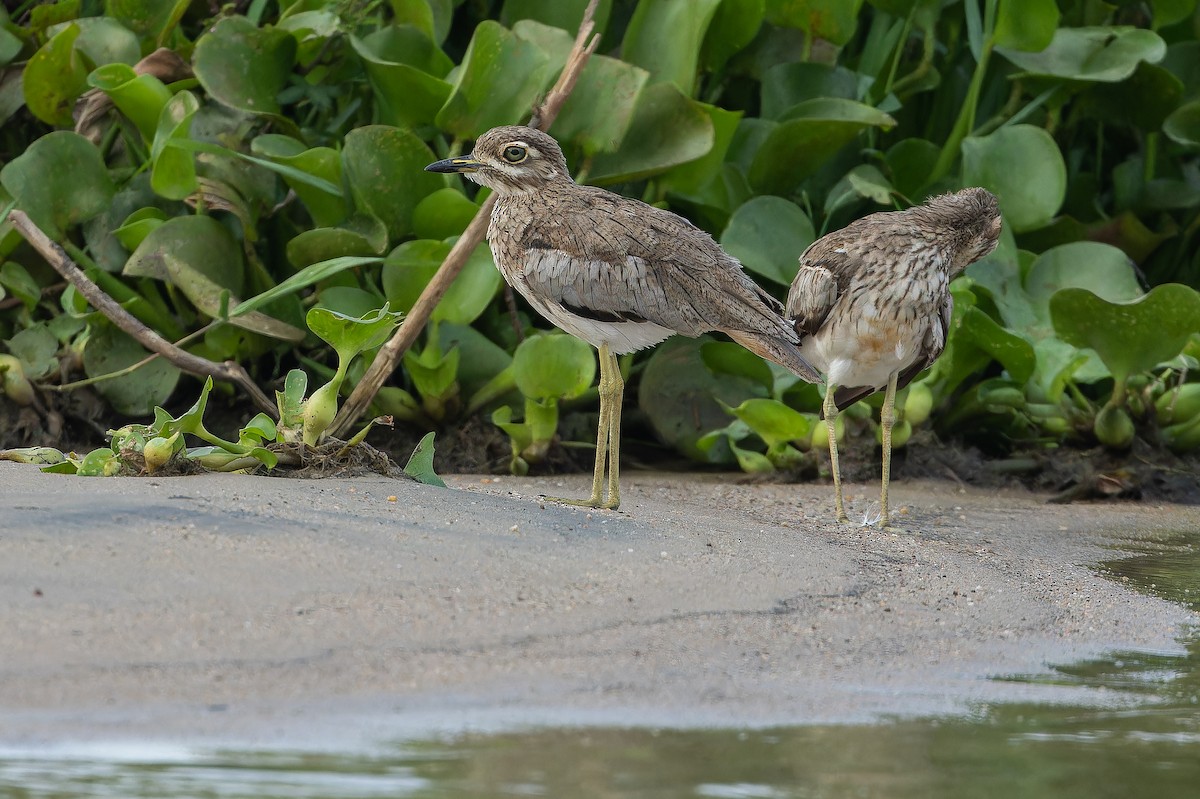 Water Thick-knee - ML642367940
