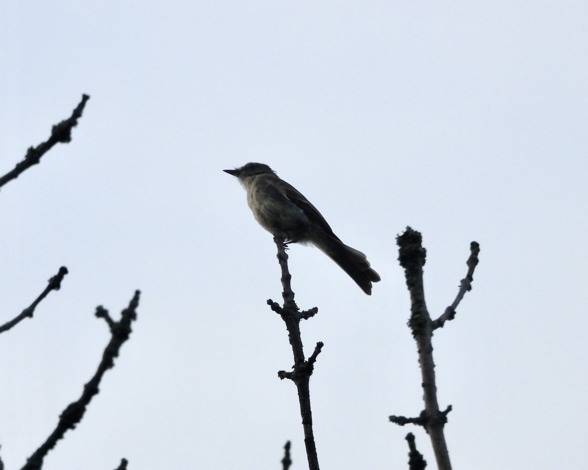 Eastern Phoebe - ML642367941