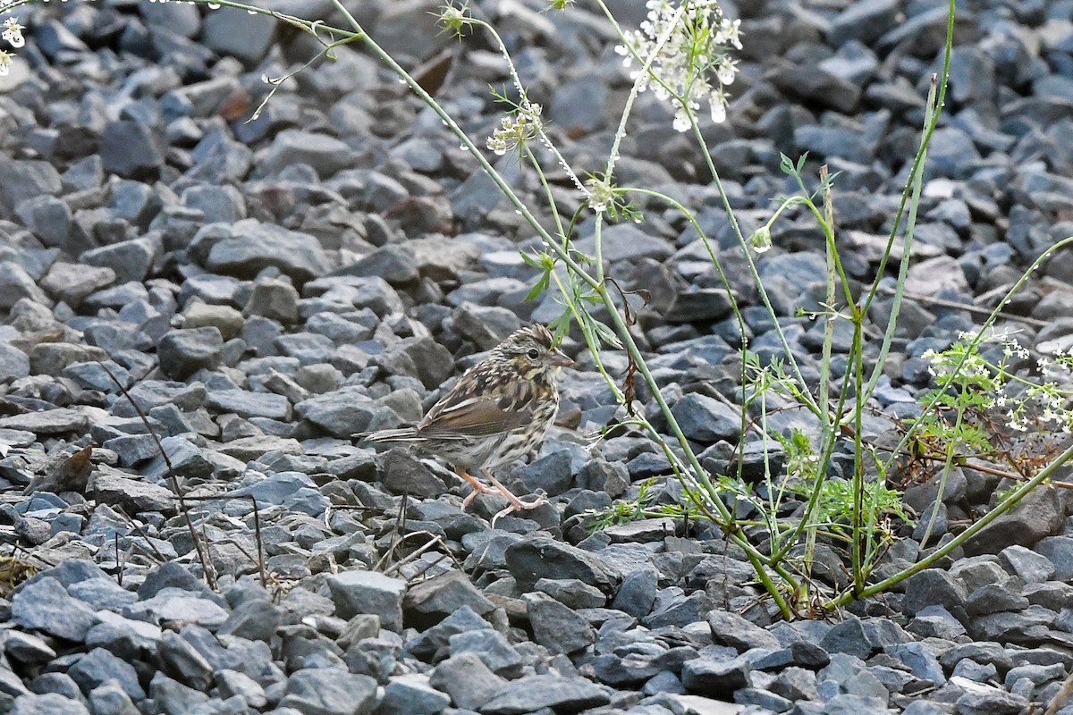 Savannah Sparrow - ML642367964