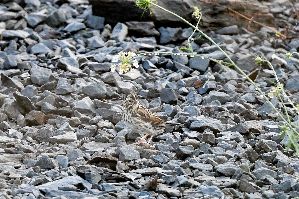 Savannah Sparrow - ML642367966
