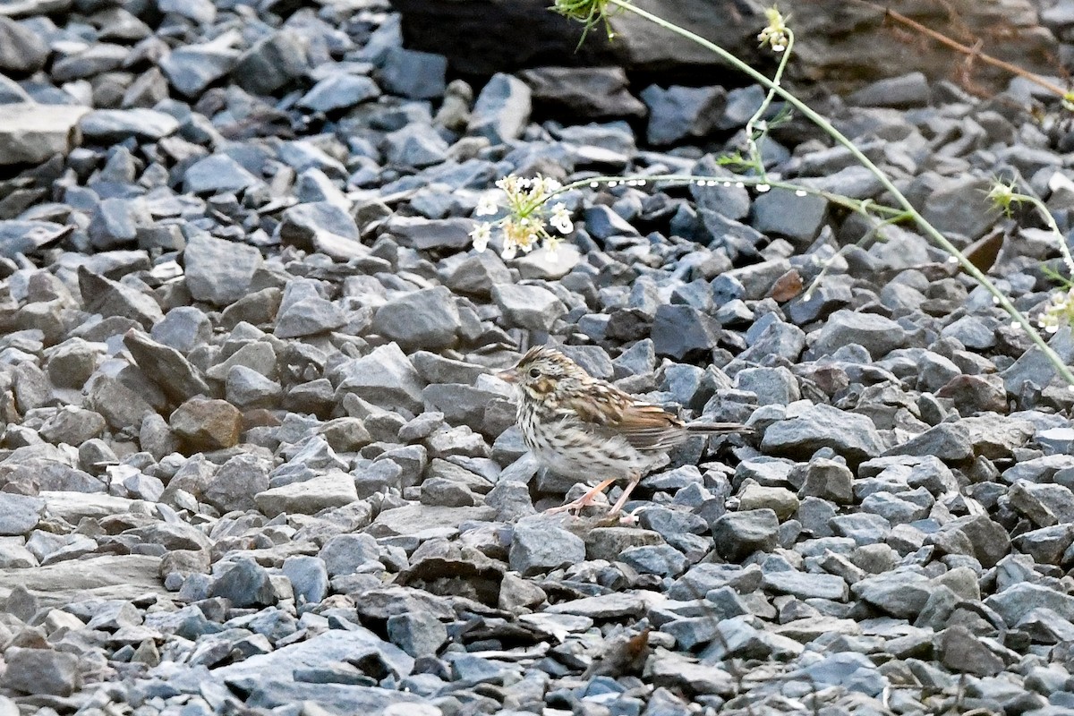 Savannah Sparrow - ML642367967