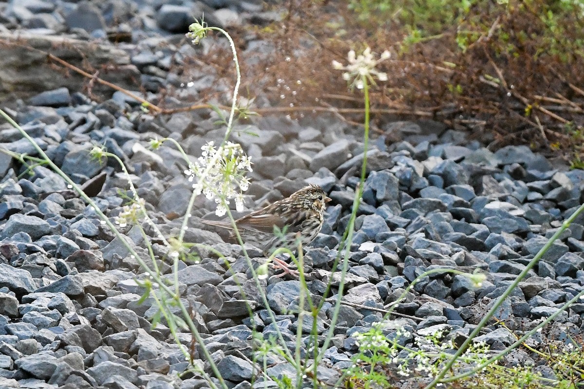 Savannah Sparrow - ML642367971