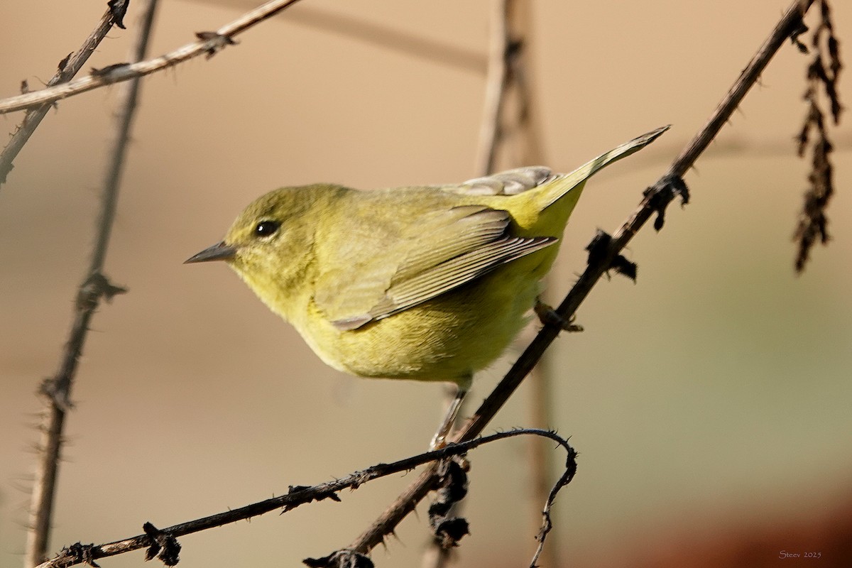 Orange-crowned Warbler - ML642368004