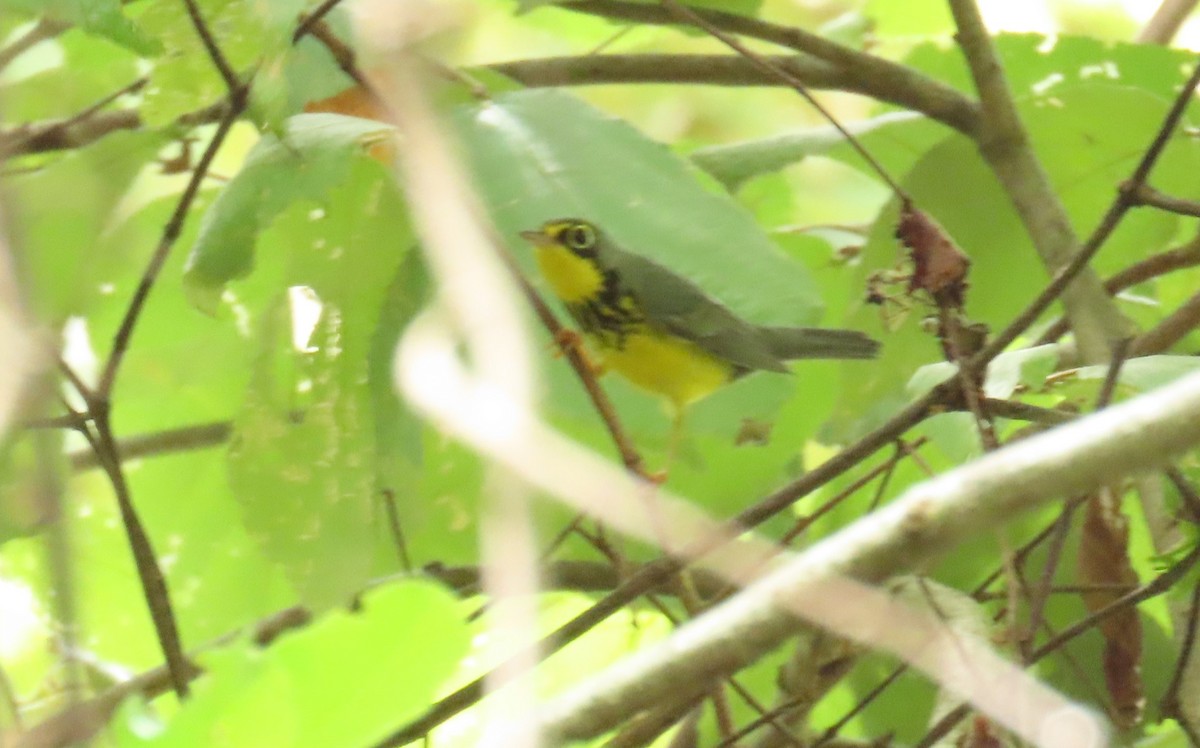 Canada Warbler - ML642368009