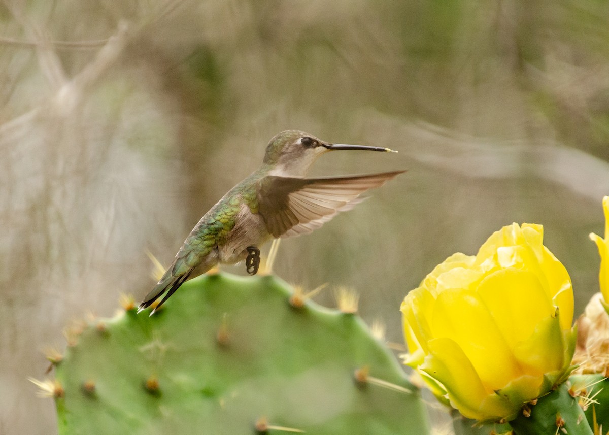 svartstrupekolibri - ML642368011