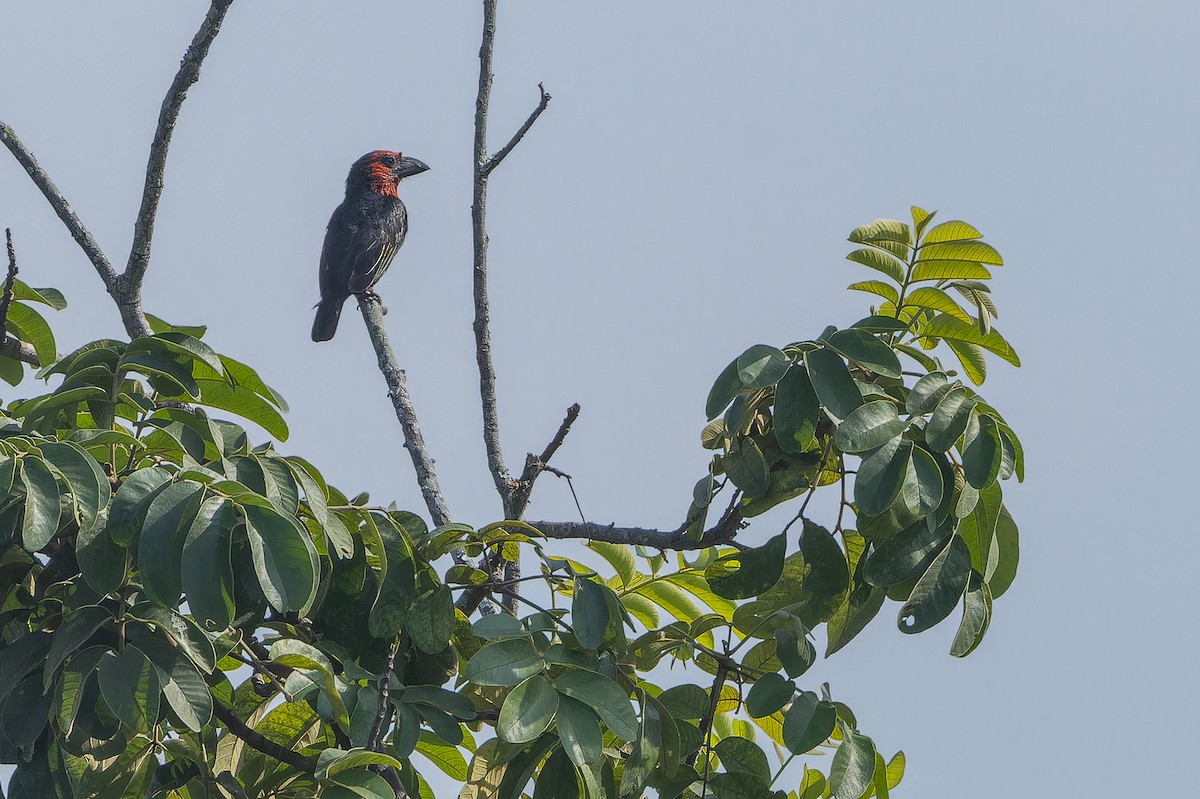 Черноклювая либия - ML642368013