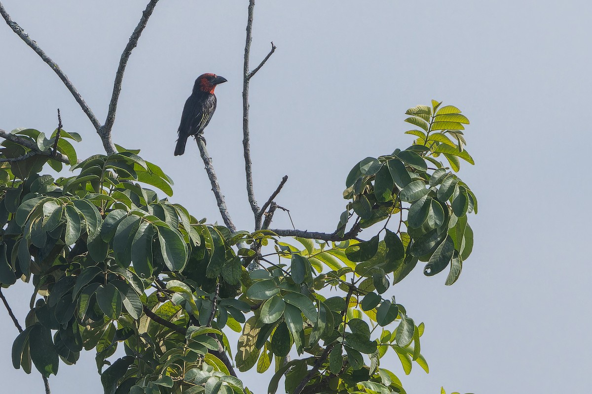 Черноклювая либия - ML642368015