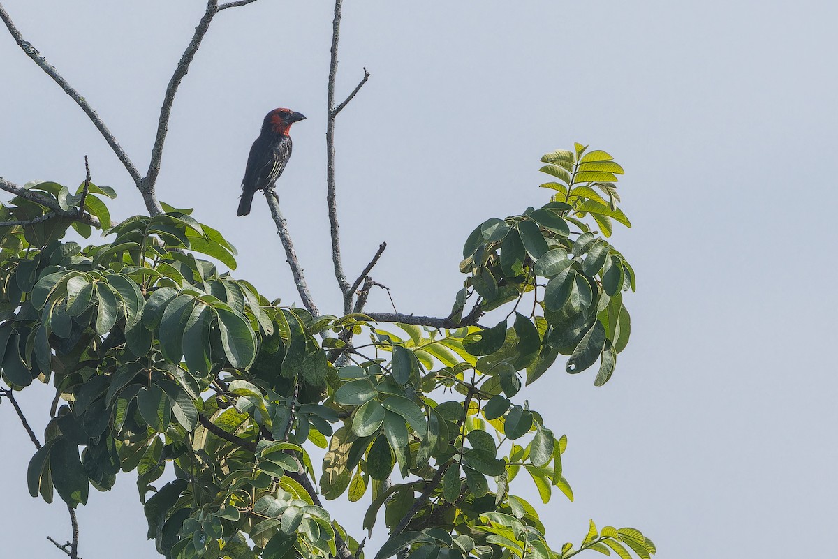 Черноклювая либия - ML642368016